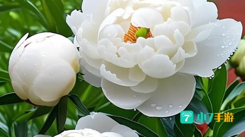 你看那盛放的花是什么歌