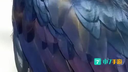 鸦人的羽毛